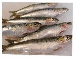 Blue Fish