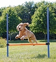Dog Agility