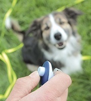 Dog Training