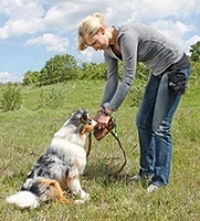 Dog Activities
