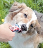Dog Rewards