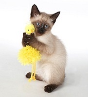 Cat Activities