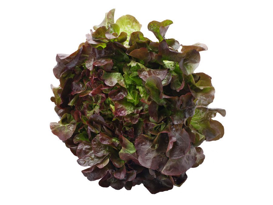 OAK LEAF RED LETTUCE SALAD