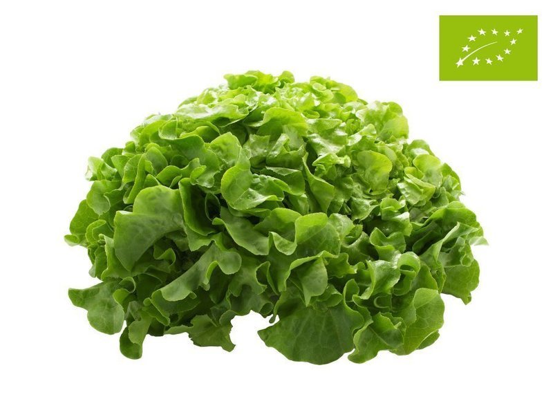 OAK LEAF LETTUCE SALAD ORGANIC