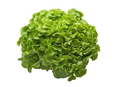 OAK LEAF LETTUCE SALAD