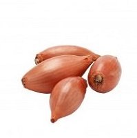 Shallot