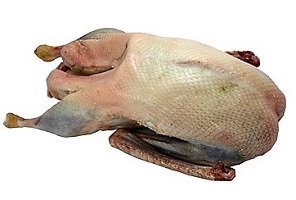 Goose