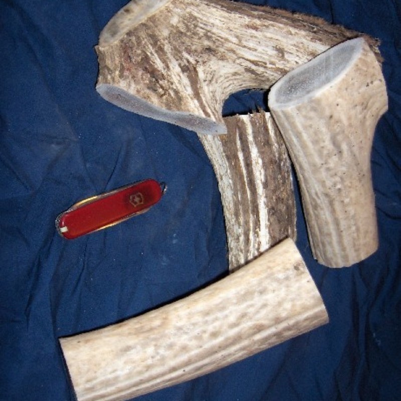 Elk Whole Antler- Assorted Sizes