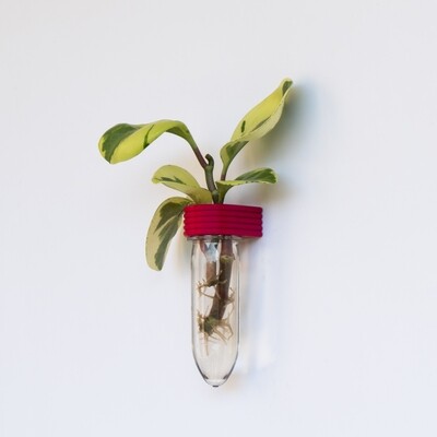 Pitaya