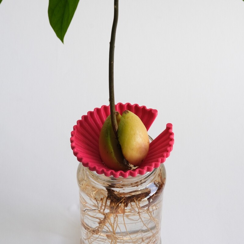 Pitaya