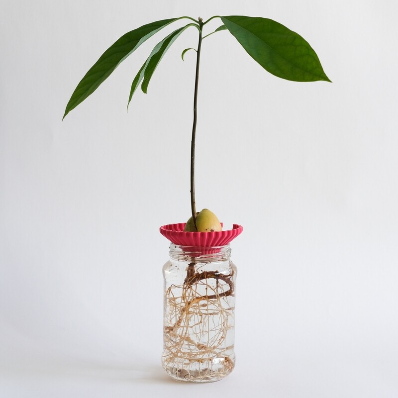 Pitaya