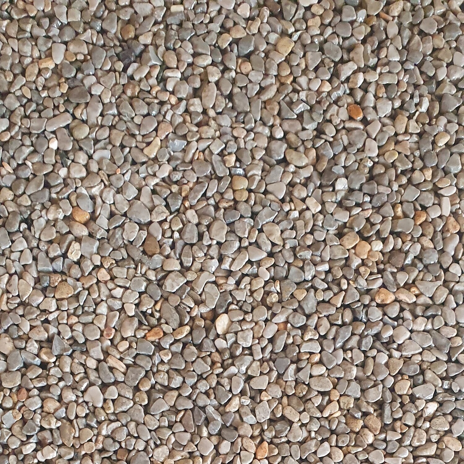 Grigio Occhialino