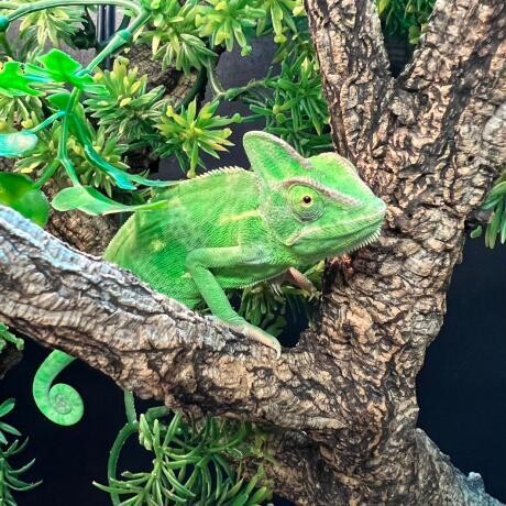 Chameleon For Sale