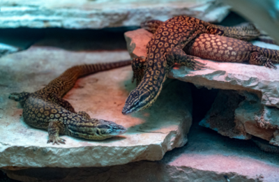 Ackie or Ridge Tailed Monitor