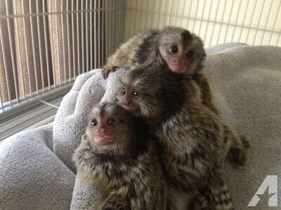 Baby Marmosets Monkeys