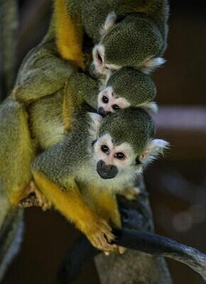 Baby Squirrel Monkeys