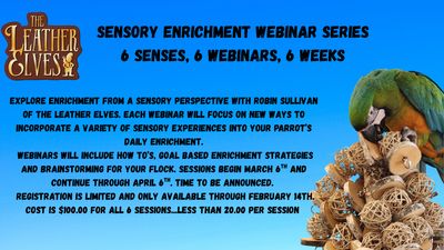 Sensory Enrichment Webinar