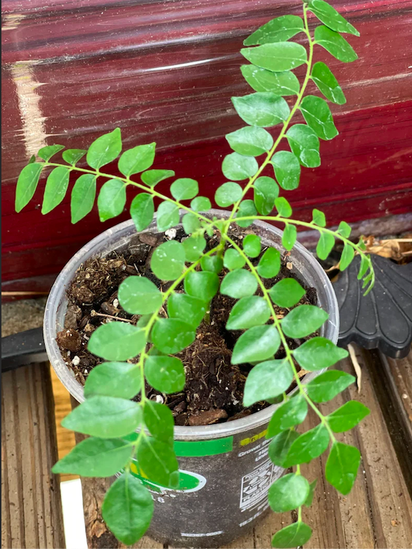 Organic Gamthi Variety Curry Leaf Plants