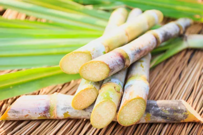 Organic sweet juicy Sugarcane Plant