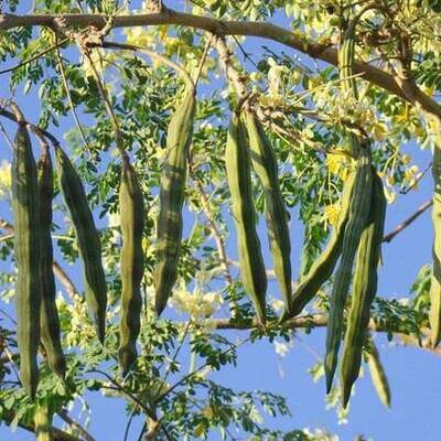 Organic Drum Stick / Moringa Seeds - 20 Seed Pack - High Sprouting, High Yielding