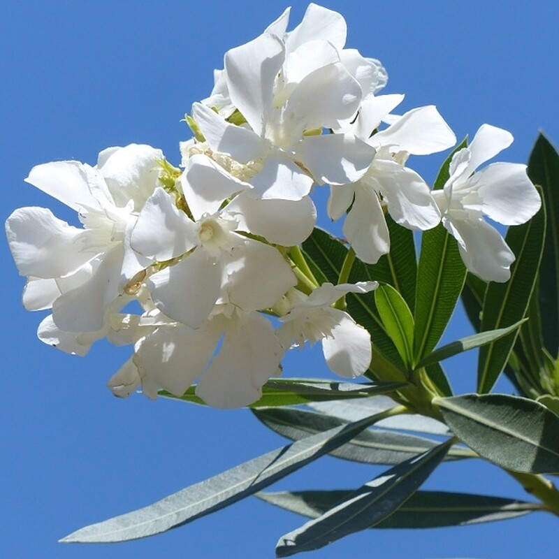 Today 50% Off Special - Shiva&#39;s Flower - FRAGRANT White Arali / Ganneru / Kanagele / Kaner (Special 9.99, Regular 19.99)