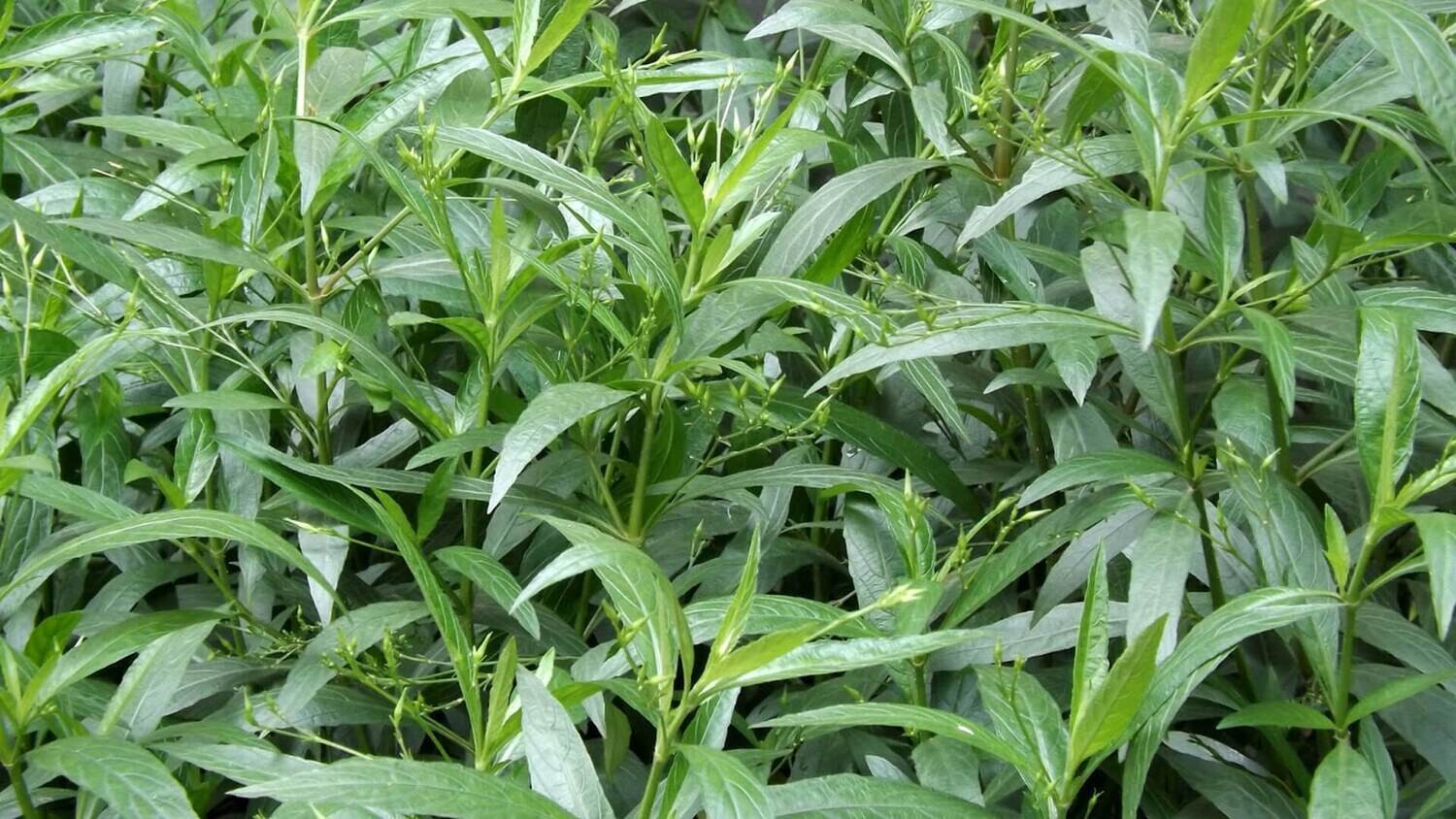Organic Nila-Vembu / Kalmegh / Kalamegha / Andrographis paniculata Plants