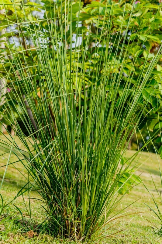 Organic Vetiver / Samithu / Khus / Perfume Grass Plants