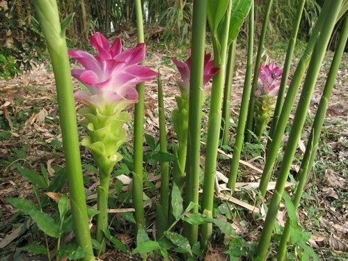 Get $10 Off Organic Kasturi Manjal / Kasturi Haldi / Fragrant Turmeric / Curcuma Aromatica Plants (Limited, while supplies last, Regulatrly $19.99)