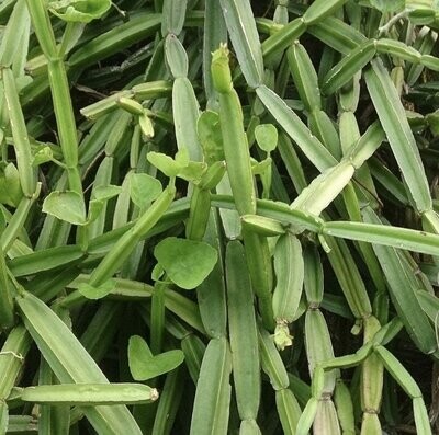 Organic Pirandai Plants