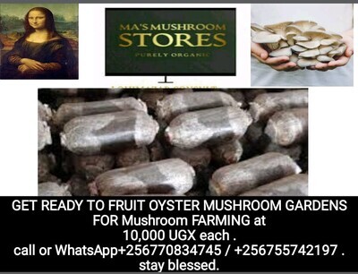 Ready Oyster Mushroom Gardens