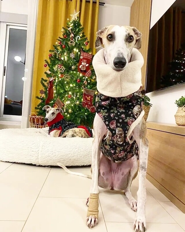 Impermeable doble calaveras