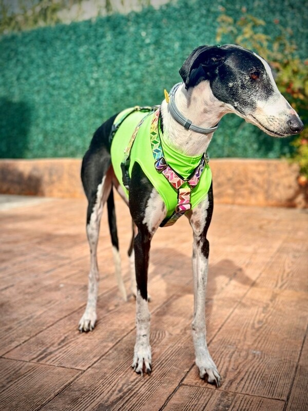 Peto liso verde neón 