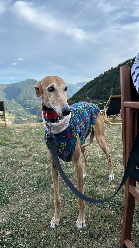Sudadera elástica mariposas 🦋 