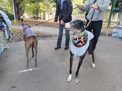 Impermeable tiburones 🦈