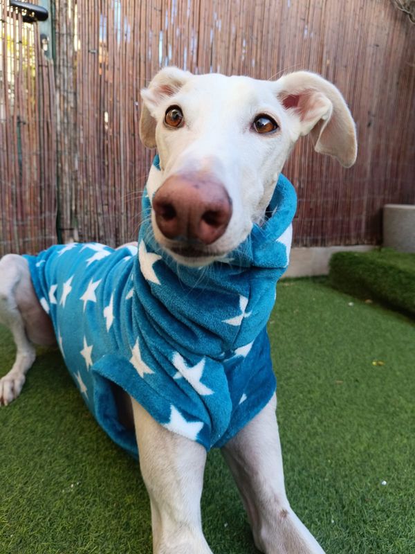 Coralina azul con estrellas ⭐