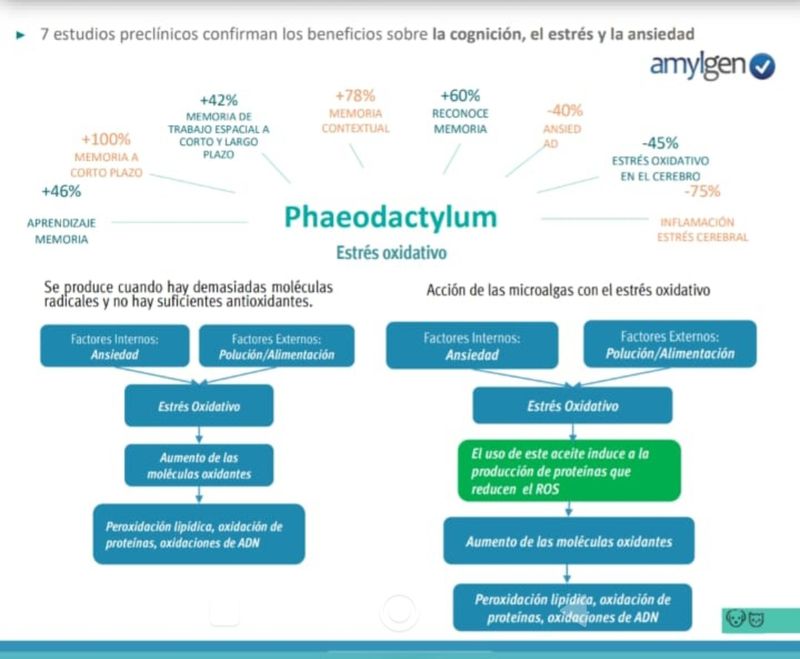 Aceite de microalgas