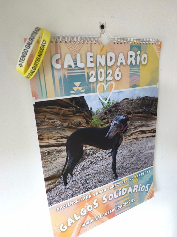Calendario 2026 + pulsera de regalo