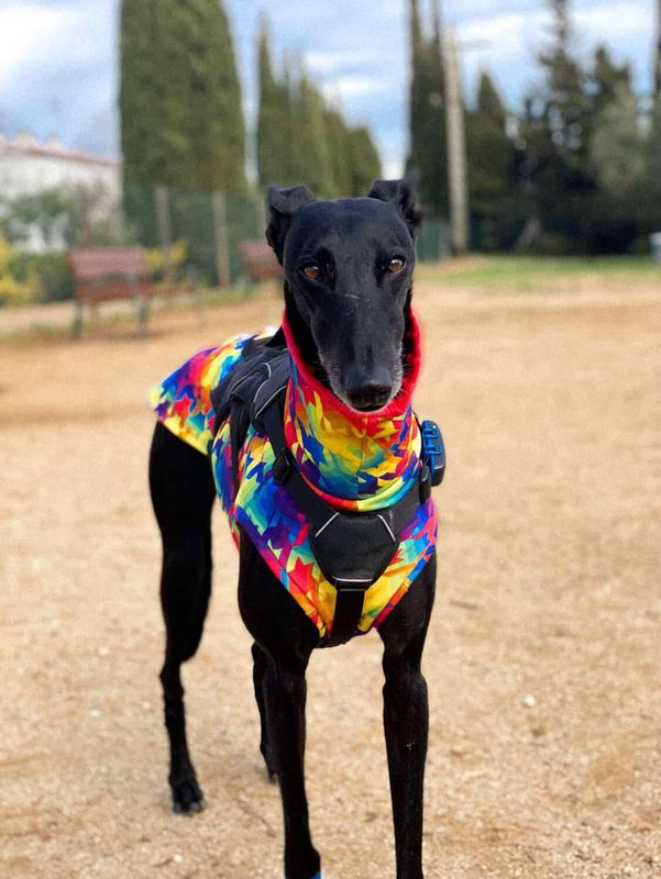 Sudadera elástica pata de gallo 