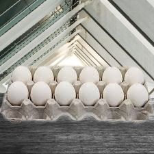 Eggs (1 doz)