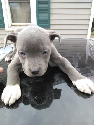 44+ Blue Fawn Amstaff Puppies Pictures