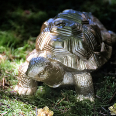 Les Tortues en cire