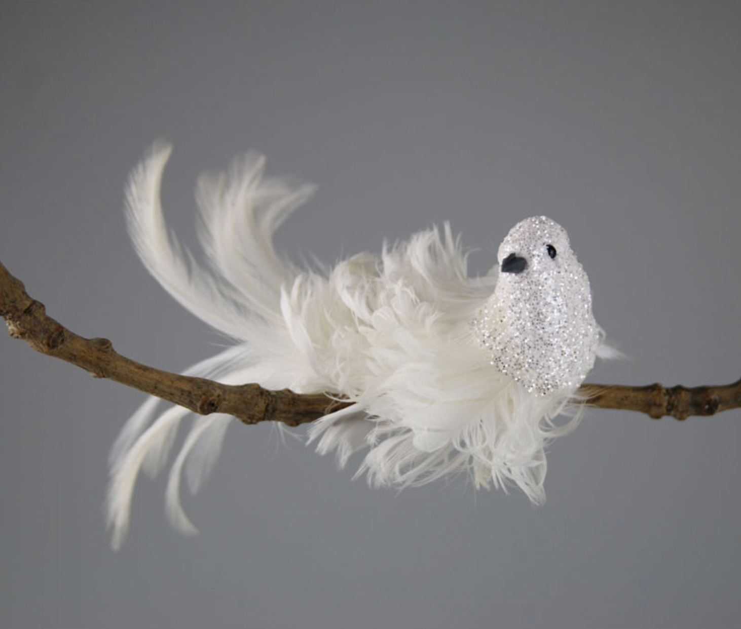 Oiseau sur Pince plumes blanches