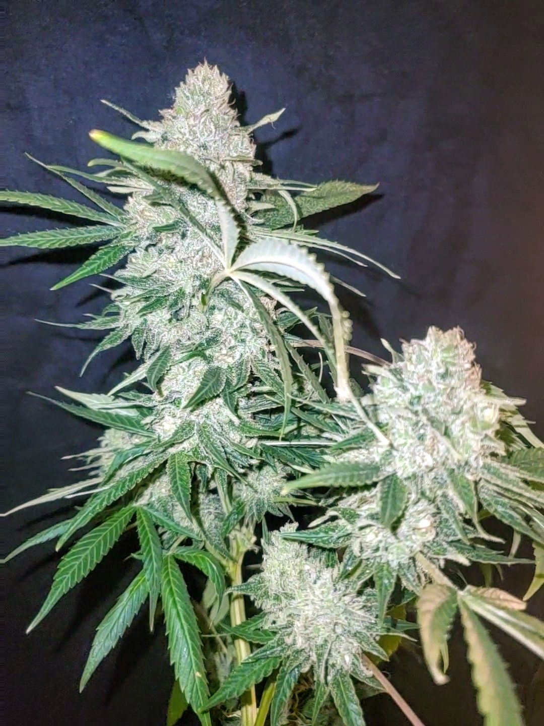 Gorilla ACDC Feminized (1:1) CBD Seeds