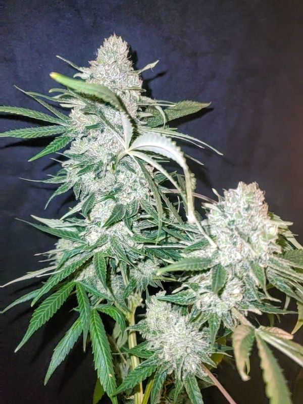 Gorilla ACDC Feminized (1:1) CBD Seeds