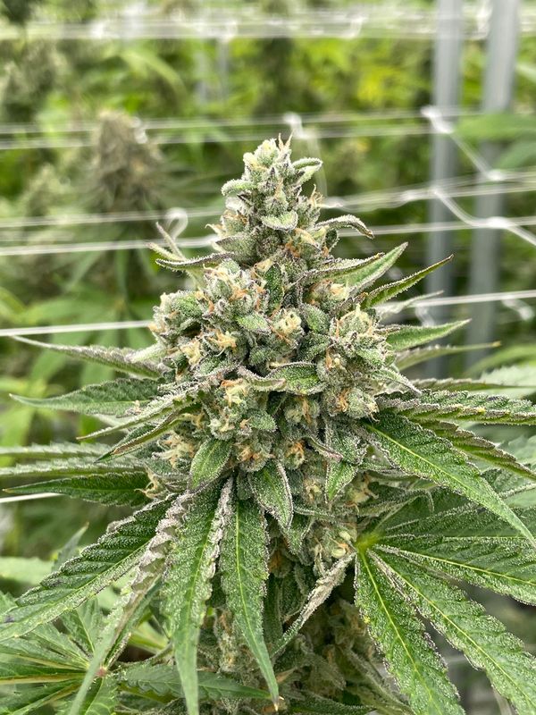 Gas Face Maverick Autoflower Feminized (1:1) CBD Seeds