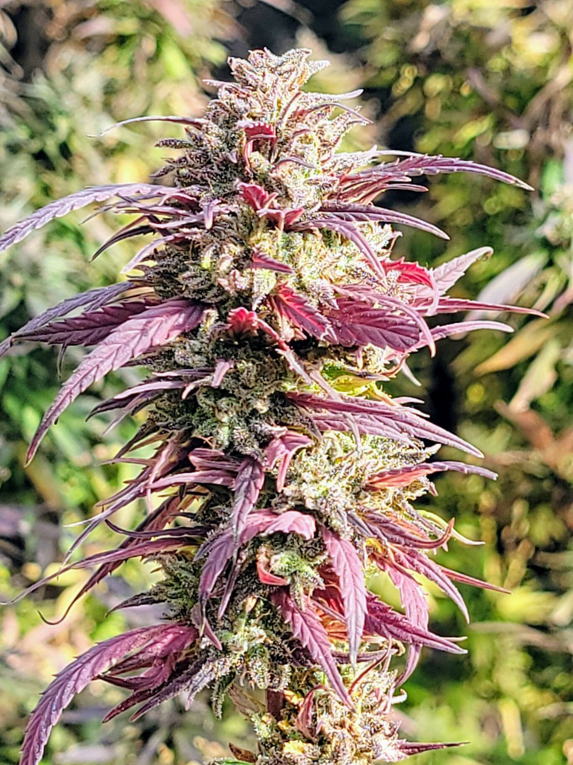 Bulk ACDC Feminized CBD Hemp Seed