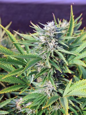 Bulk Cherry Blossom Feminized CBD Hemp Seed