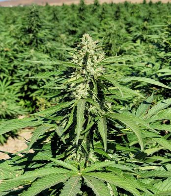 Bulk Lemon G (CBG) Feminized CBD Hemp Seed