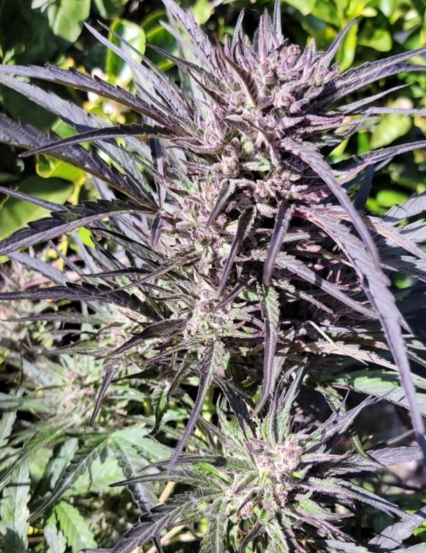 Bulk Maverick (Autoflower) Feminized CBD Hemp Seed