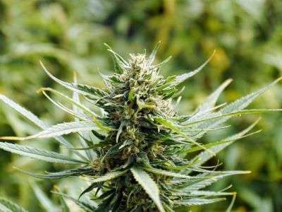 Bulk Mountain Mango Feminized CBD Hemp Seed